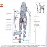 Extensión de la cadera en máquina